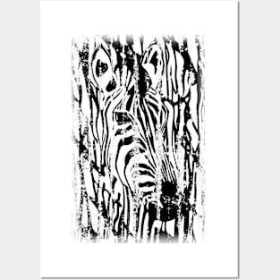 Distressed Zebra Posters and Art